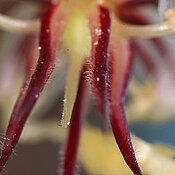 Pollen auf dem Stempel (weiß) einer Kakaoblüte, fotografiert mit einem Ultramakroobjektiv.