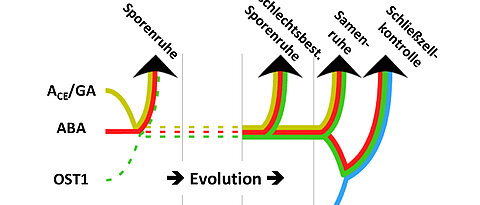 The function of the plant hormone ABA and the OST1 kinase regulated by ABA during the evolution of land plants (modified according to McAdam et al., 2016, PNAS).