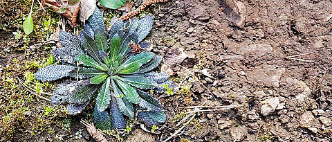 The genetic material of the thale cress comprises around 125 million base pairs. A team from the University of Würzburg has now taken a closer look at three million of them.