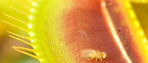 Insect on a Venus flytrap – it has not snapped shut yet.