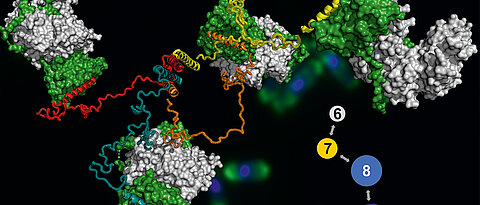 Model of the SMN complex, stained yeast cells can be seen in the background. 