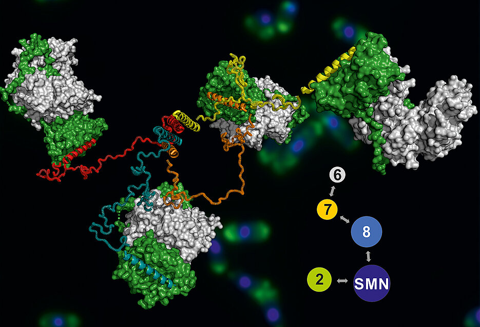 Das Modell des SMN-Komplexes, im Hintergrund sind angefärbte Hefezellen zu sehen. 