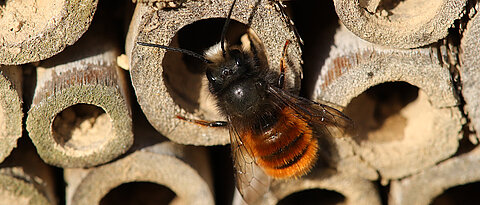 Gehörnte Mauerbienen nutzen gerne Nisthilfen, um ihre Brut aufzuziehen. 