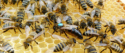Bienenköniginnen aus Würzburg können beim Kampf gegen die Varroamilbe helfen. Ein Exemplar der  Bienenstation der Universität ist hier in der Bildmitt zu sehen.