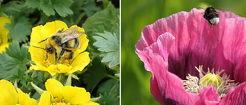 Die Interaktion von Hummeln mit Blüten wird deutlich effizienter, wenn die Blüten gemustert sind. Links ein Männchen der hellen Erdhummel, rechts eine Arbeiterin der dunklen Erdhummel.