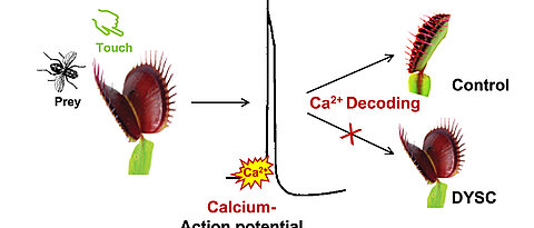 Stimulation of the Venus flytrap by touch triggers electrical signals and calcium waves. The calcium signature is decoded; this causes the trap to shut quickly. The DYSC mutant has lost the ability to read and decode the calcium signature correctly. 
