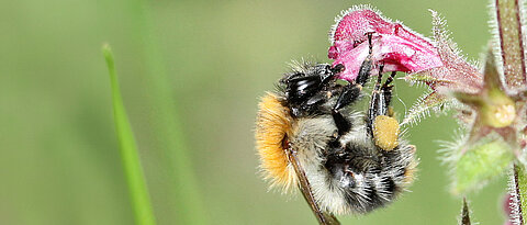 Bombus pascuorum, the common carder bumblebee, visiting a flower. 