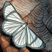 : Eine wahrscheinlich unbeschriebene Mottenart (Perigramma sp. aus der Familie der Geometridae), welche vom Amazonas-Tiefland bis in mittleren Höhenlagen in den östlichen Anden zu finden ist.