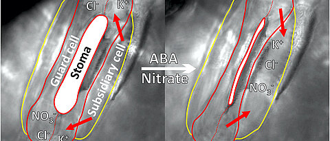 Processes in a leaf pore (stoma) of grasses. When the leaves open and close, a shuttle service takes ions to and fro between guard cells and subsidiary cells. (Picture: Dietmar Geiger)