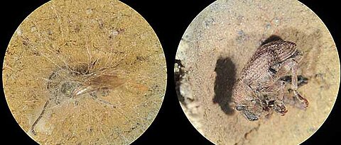 A bee (left) and a beetle undergoing fungus testing: After two days, the bee is overgrown by mycelium whereas the beetle is still almost intact. (Photos: Mareike Wurdack) 