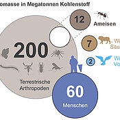 This diagram shows the biomass of ants in relation to other living organisms.
