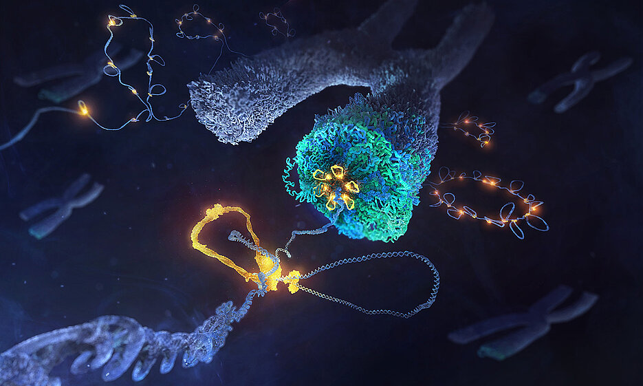 Der Condensin-Komplex (gelb) legt DNA (blau) in Schleifen und formt daraus ein Chromosom. 