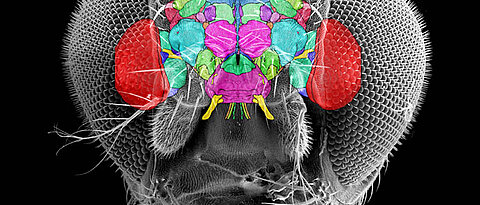 Per Navi durchs Oberstübchen: Das Fliegenhirn gliedert sich in zahllose Abschnitte, die hier in verschiedenen Farben dargestellt sind. (Abbildung aus Kei Ito, Kazunori Shinomiya & al., Neuron 2014)