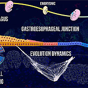 Grafische Darstellung der Entwicklung der gastroösophagealen Verbindung. Sie zeigt den Übergang vom Embryonalstadium zum Erwachsenenalter, die Speiseröhre und den Magen. Hervorgehoben sind die Signalübertragung und die evolutionäre Dynamik. Rot sind die kolumnaren Epithelzellen der Speiseröhre gekennzeichnet, grün die geschichteten Plattenepithelzllen des Magens von Organoiden. (Bild: Chumduri Lab)
