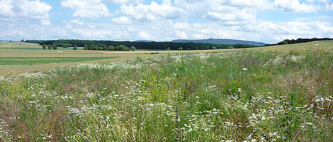 Bei der Artenvielfalt spielt das Alter der Blühfläche eine wichtige Rolle. Hier ein junges Habitat.

