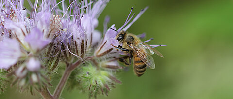 Haben Wild- und Honigbienen eine doppelte Belastung von Insektiziden und Fungiziden? Forscherinnen und Forscher der Uni Würzburg wollen das herausfinden.