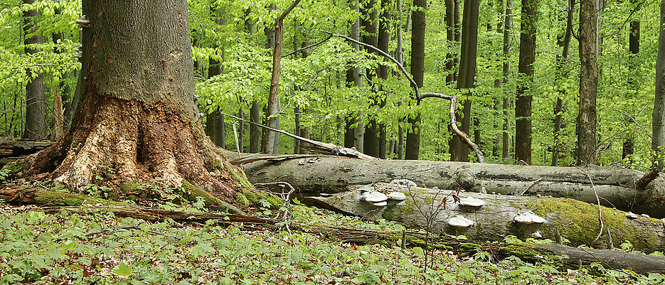 Deadwood in the beech forest near the ecological station of the University of Würzburg. Fungi have set about decomposing the logs.