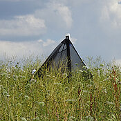 The age of the flowering field plays an important role for species diversity. Here a young habitat.