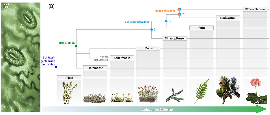 Links zwei offene Blattporen auf der Oberfläche eines Farnblattes, umgeben von zwei nierenförmigen Schließzellen. Rechts wichtige Momente in der Evolution der Stomata. Diese haben sich schon in einer frühen Landpflanze entwickelt, von der alle heutigen Arten abstammen, und gingen wahrscheinlich in Lebermoosen erneut verloren. Einige Gene, die die Bewegung der Stomata in Blütenpflanzen kontrollieren, sind vermutlich erst in Samenpflanzen aus alten Genfamilien entstanden, die bereits in Algen vorkamen. Signalgene mit spezifischen Rollen in Schließzellen traten wahrscheinlich erst nach der Abspaltung der Moose von einem gemeinsamen Vorfahren auf.