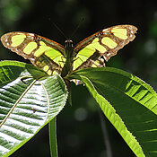 Ein Malachitfalter der Familie Nymphalidae aus dem Amazonastiefland von Peru.