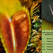 When an insect touches the sensory hairs (upper right) of a Venus flytrap, signals are triggered (action potentials). The plant counts them and responds accordingly.