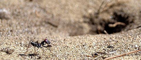 The desert ant Cataglyphis nodus at its nest entrance. 