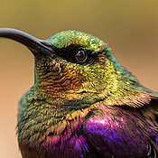 Sunbird