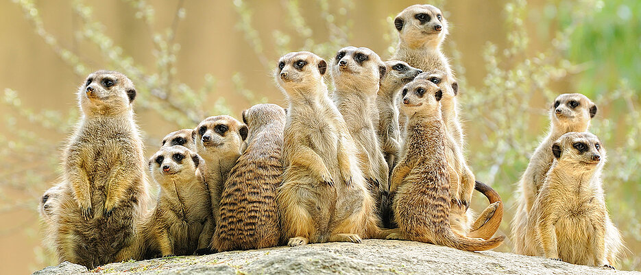 Eine Gruppe Erdmännchen. Die afrikanischen Säugetiere nutzen kontrolliertes Lernen, um ihren Nachwuchs auf die Gefahren des Alltags vorzubereiten. 