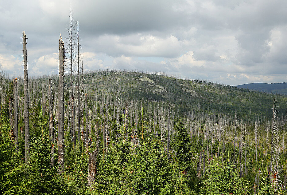 Spruces killed by bark beetles in the Bavarian Forest National Park