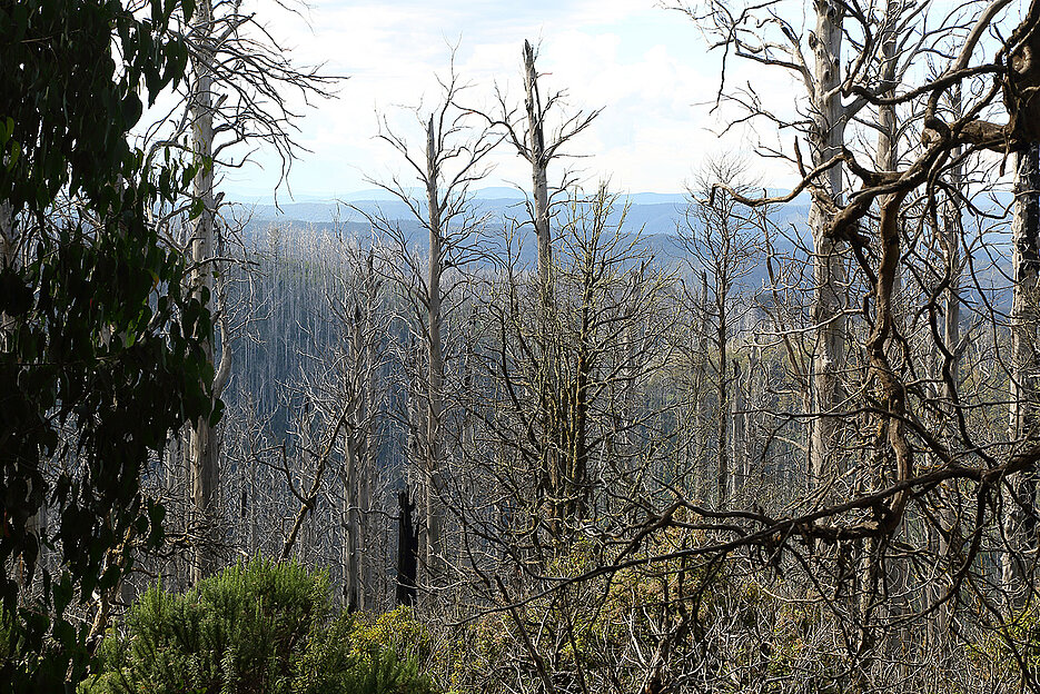 Burned eucalypt forest in Australia. Avoiding overall post-disturbance logging after such major disturbances can help to maintain biodiversity.