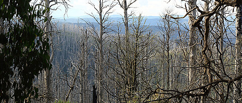 Burned eucalypt forest in Australia. Avoiding overall post-disturbance logging after such major disturbances can help to maintain biodiversity.