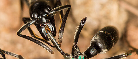 A Matabele ant treats the wound of a conspecific with an antimicrobial substance.