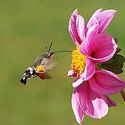 Ein Taubenschwänzchen besucht eine Blüte und trinkt Nektar.