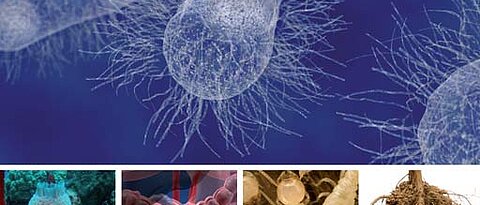 2nd Workshop on Symbiotic Interactions