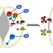 Schematische Darstellung der Regelungsvorgänge an den Schließzellen.