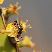 Bee pollinating flowers