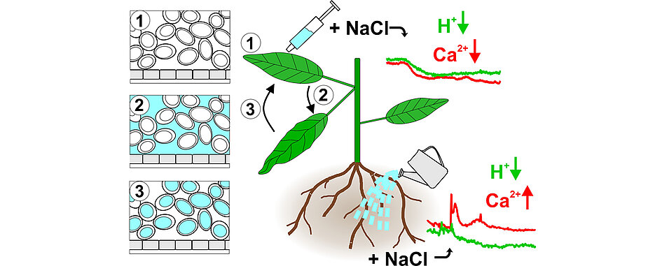 Flooding the intercellular spaces with salt causes the leaf to sink temporarily (1 -> 2). After disposal of the salt in the vacuole (3), the leaf resumes its initial position (1). The application of salt causes a decrease in the cytoplasmic calcium ion and proton concentration in the leaf, but an increase in calcium ions in the root. 
