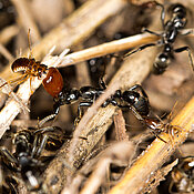 Eine Matabele-Ameise wird im Kampf von Termiten gebissen. 