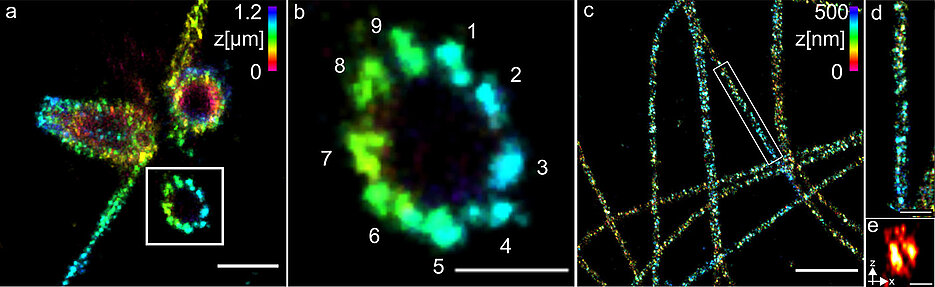 (a) Three-dimensional Ex-dSTORM of 3.2 times expanded centrioles. Measuring bar one micrometer. (b) The enlarged section of (a) shows the nine-fold symmetry of the percentile. Measuring bar 500 nanometers. (c) Three-dimensional Ex-dSTORM of 3.1-fold expanded tubulin filaments. Measuring bar two microns. (d) The magnification in (c) shows a tubulin filament; measuring bar 500 nanometers. (e) The cross-section of a tubulin filament shows its hollow structure. Measuring bar 200 nanometres.