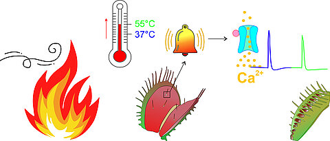 Die Venus-Fliegenfalle verfügt über einen Hitzesensor in den Sinneshaaren, über den sie auf Hitzewellen im Vorfeld von Buschfeuern reagiert. Übersteigt die Temperatur rasch die Marke von 37 Grad Celsius, wird als Warnsignal ein kalziumabhängiges Aktionspotential (AP) gefeuert. Steigt die Temperatur bis zur Schwelle von 55 Grad Celsius, wird ein zweites AP ausgelöst, die Falle schließt und die Sinneshaare sind vor Verbrennung geschützt.