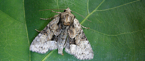 A specimen of Pabulatrix pabulatricula, which until recently was considered extinct.