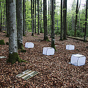 Experiment mit Totholz im Nationalpark Bayerischer Wald: Ein Teil der Holzstücke liegt in Käfigen, um Insekten fernzuhalten.