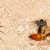 A Matabele ant kills a large termite soldier using its stinger.