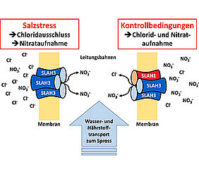 Model of chloride avoidance on salt-affected soils