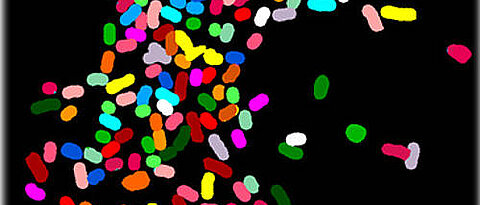 Spectral karyotype of a metaphase of a macrophage treated with a synthetic bacterial lipoprotein. A normal cell contains exactly two copies of each of the chromosomes dyed in different colours.