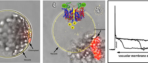 The activity of the TPC1 ion channel in the vacuole membrane (yellow) is essential for the excitability of the vacuole. On the left is a plant cell, in the middle the vacuole with chloroplasts (red) and a 3D reconstruction of the TPC1 crystal structure.