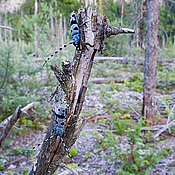 Der Alpenbock (Rosalia alpina) gehört zu den Bockkäfern. Seine Larven ernähren sich von abgestorbenem Holz.