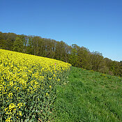 Ein blühendes Rapsfeld grenzt an eine ökologische Vorrangfläche an. (Foto: Fabian Bötzl)