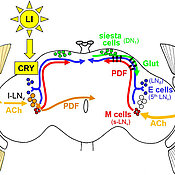 Light affects the clock neurons in the fly brain in three ways