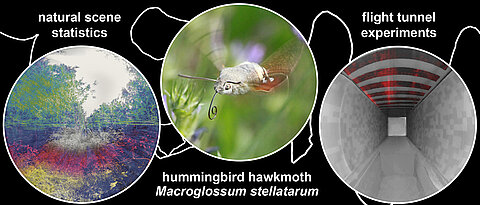 Measurements have shown how the hummingbird hawkmoth uses optic flow for flight control and orientation.